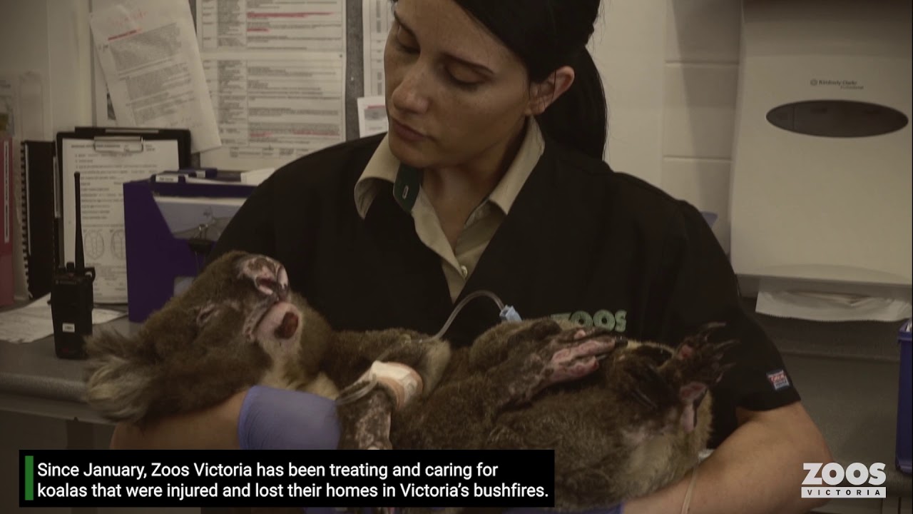 Bushfire injured koalas return home