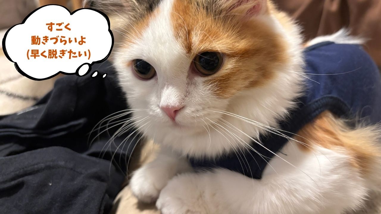 避妊手術のために、術後服を試着してみた🐾【マンチカンの子猫】