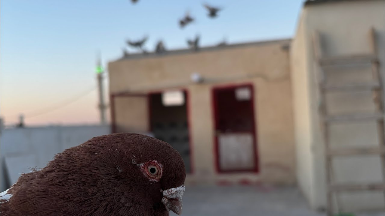 بعد الخليط انلوح ؟؟..🤔🙄