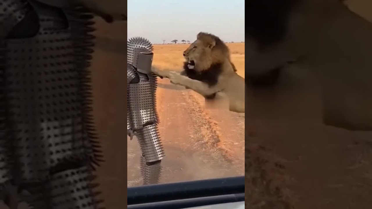Half Hindi)Spiked Steel Man vs Lion 🦁 | कांटों वाले Steel Man पर Sher ka Zordaar Hamla