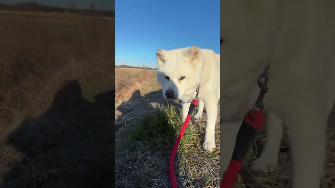 シニア秋田犬とハチワレ猫朝散歩LIVE