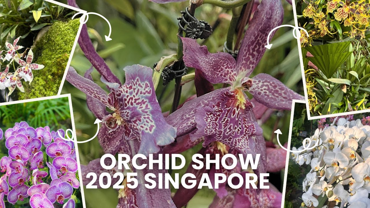 Orchid Show 2025 at the | National Orchid GardenSingapore|#orchid#botanicalgarden #travelvlog