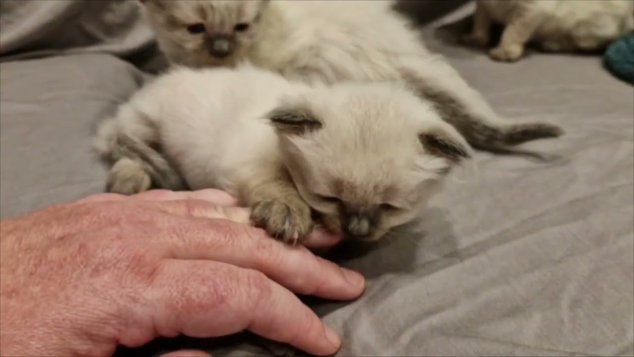 Ragdoll Kittens Day 22-28