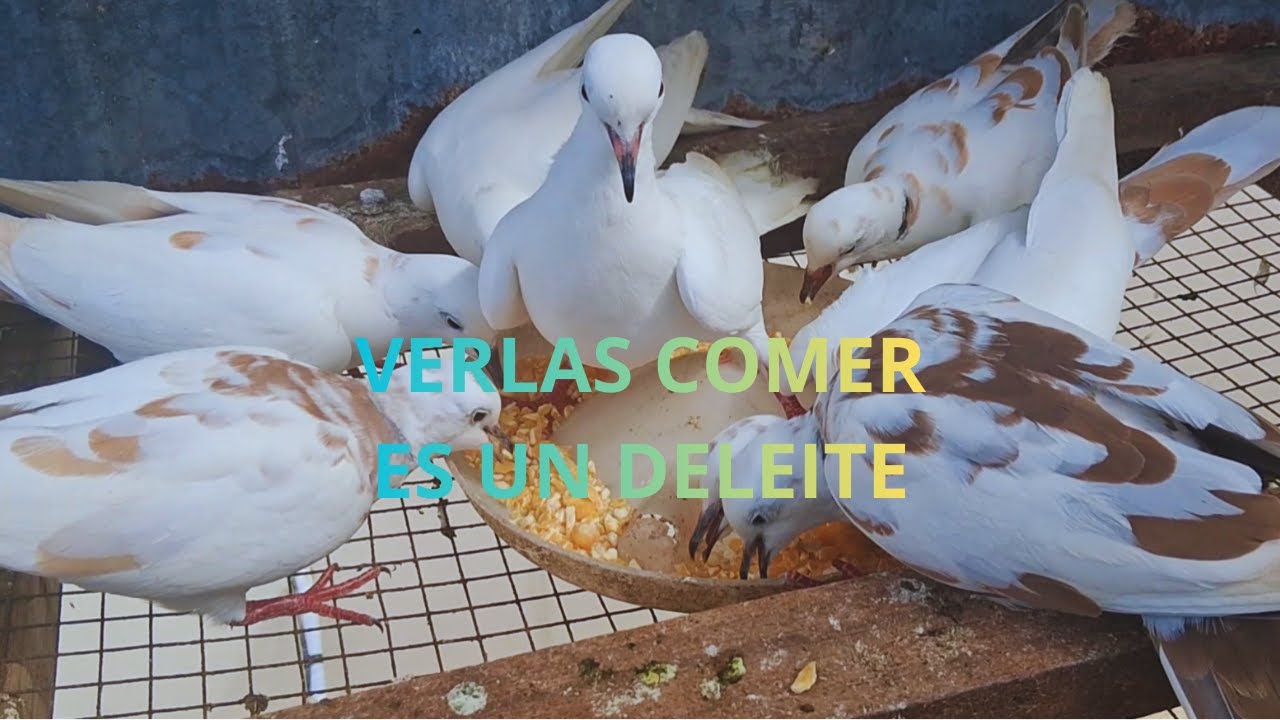 TODO CRIADOR AMA ESTE ESPACIO CON SUS TÓRTOALAS #aves #tortolas