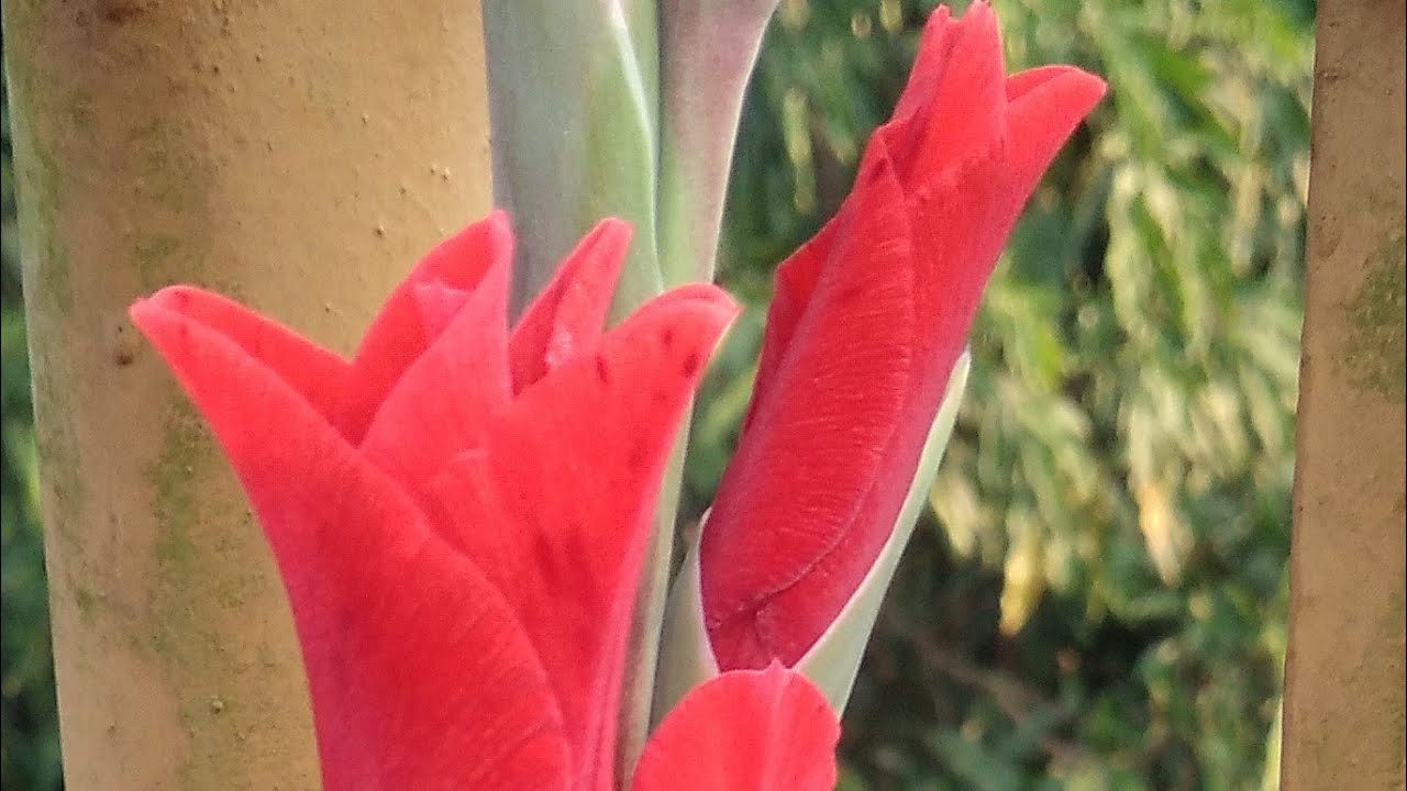 ফুল কেন লাল হয়