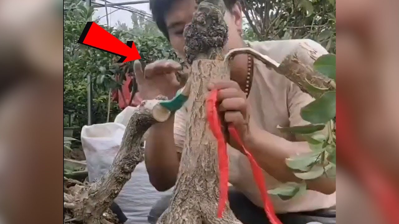 Extreme Skillful grafted plants Process - Everyone should watch the video of this worker.