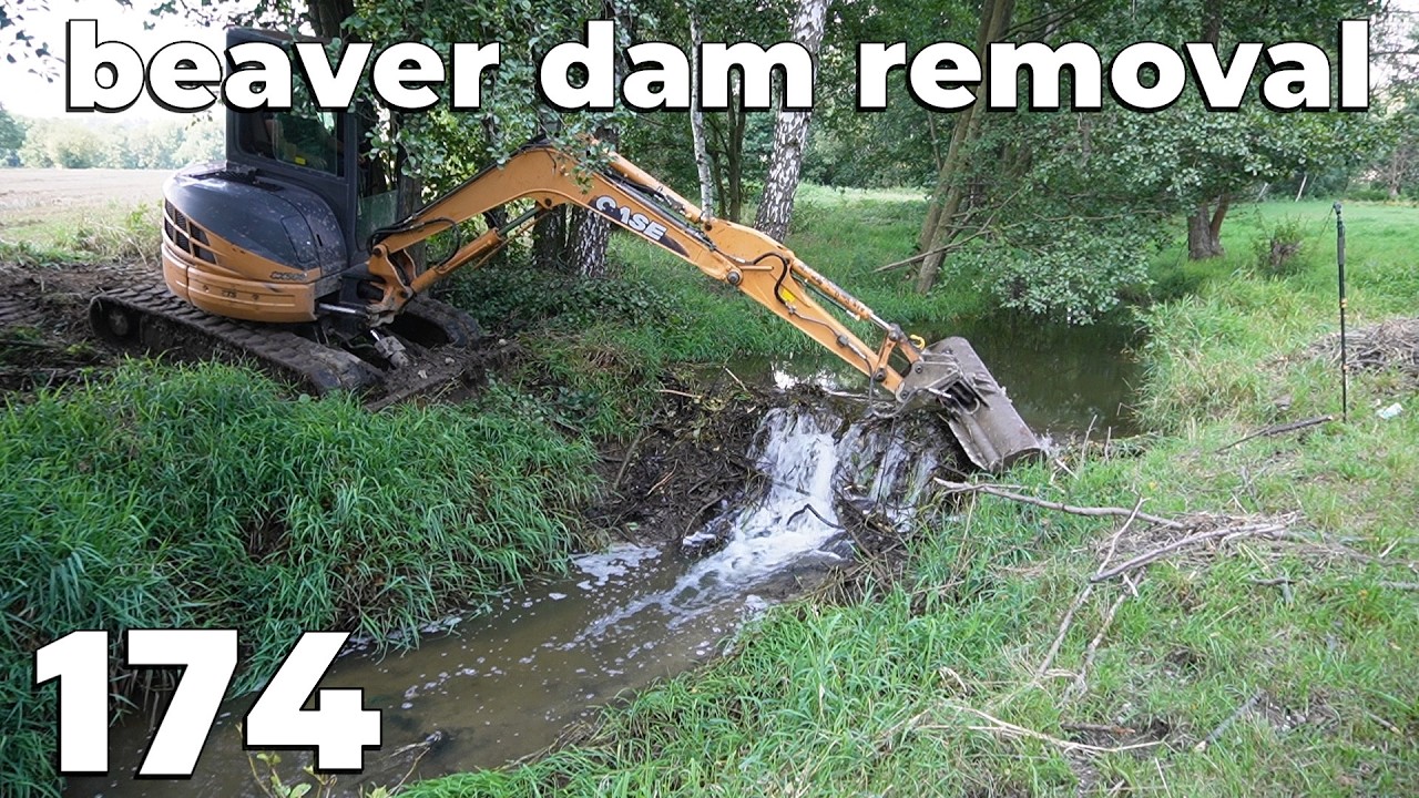 Beaver Dam Removal With Excavator No.174