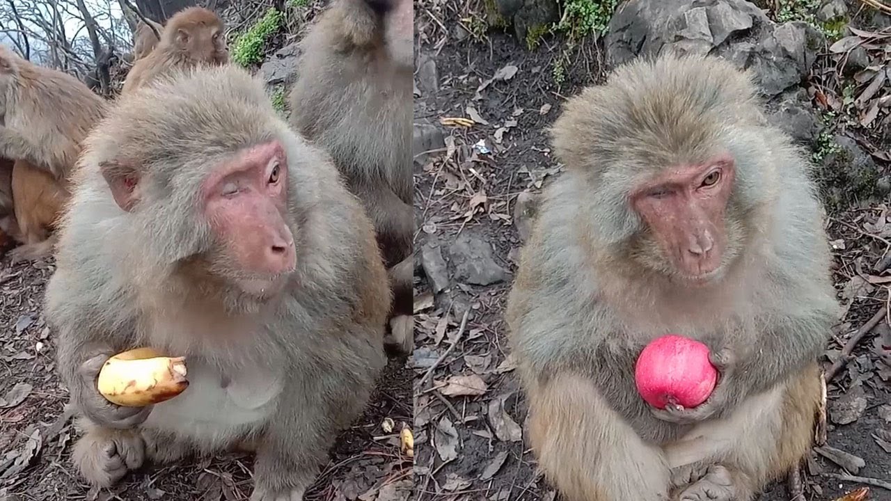 Funny Monkeys Doing Stupid Things