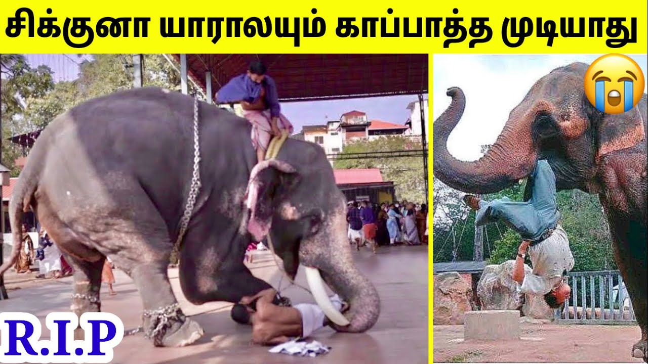 விலங்குகளிடம் சிக்கிய மனிதர்கள்#15| Animals Chasing Humans | Animal Encounters | TAMIL AMAZING FACTS