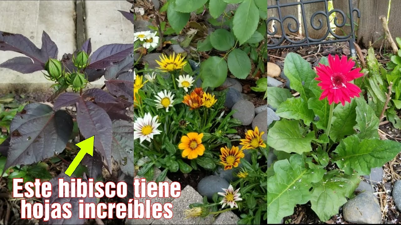 Planté angelonias "gigantes", gazanias, hibisco y semillas de zinnia | gerberas en flor