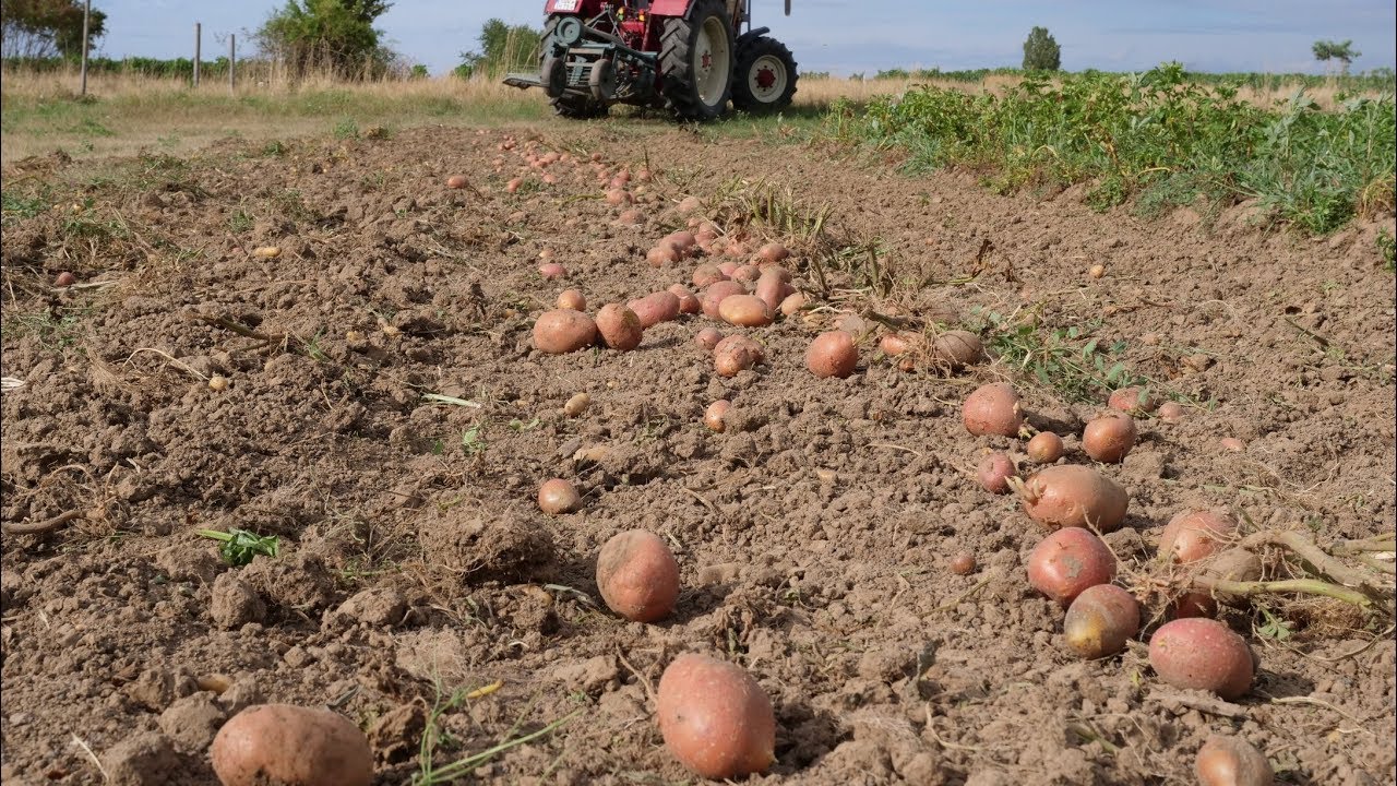 IHC mit Kuxman Schwingsiebroder beim Kartoffeln ernten 2019