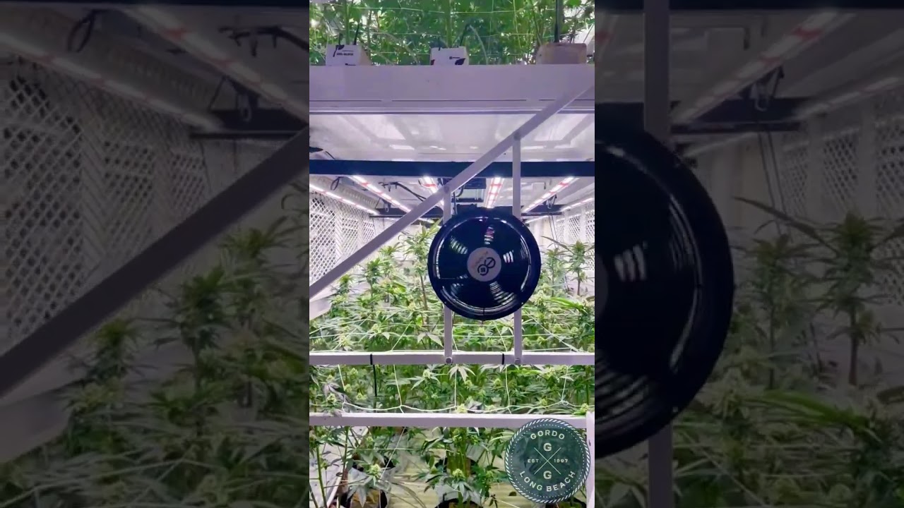 Legal Cannabis Cultivation Long Beach Triple Stack Week 5 Flower