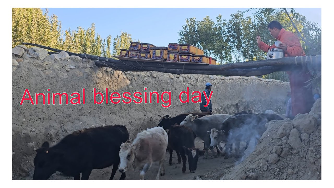 Pet animal blessing day at Tsarang Upper Mustang Nepal.   #tdv611