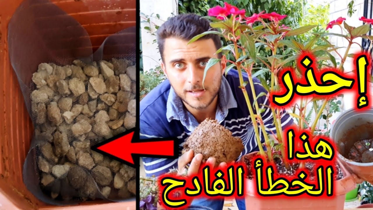 لمذا يموت النبات اذا غيّرت له الأصيص؟!
