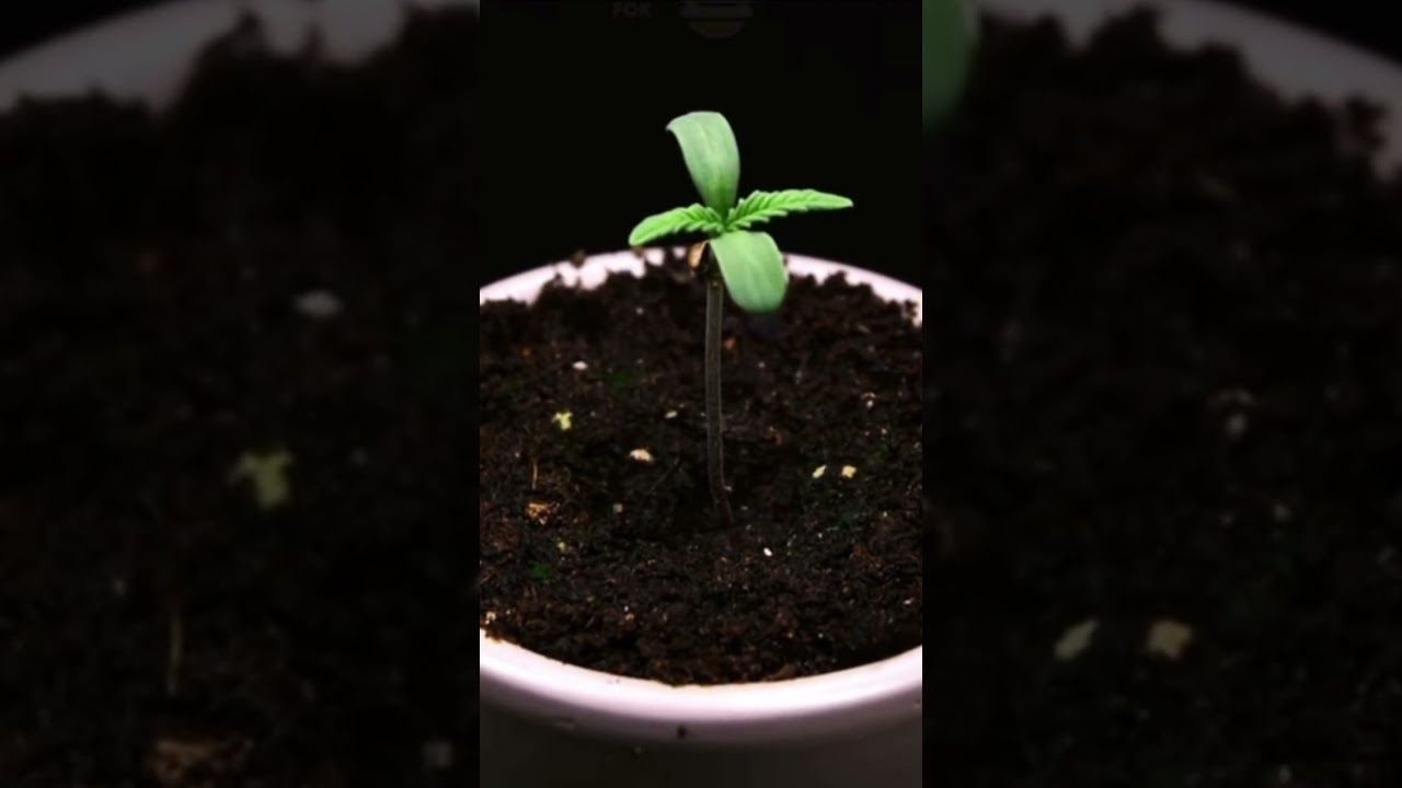 Germinating a cannabis seed 🌱 💚