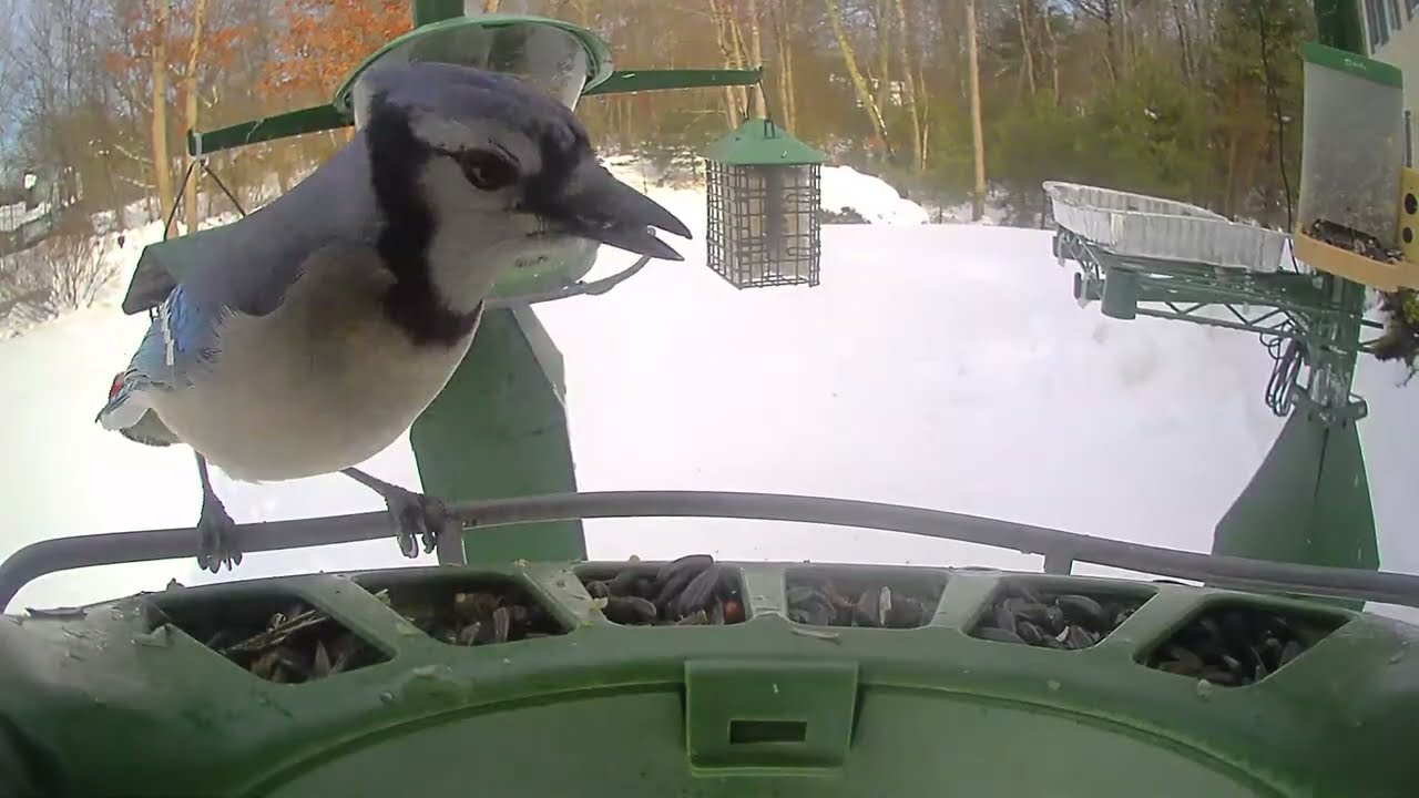 Super Triple Feeder in New England! Juncos, Cardinals, Finches, Sparrows, Mourning Doves, Bluejays!