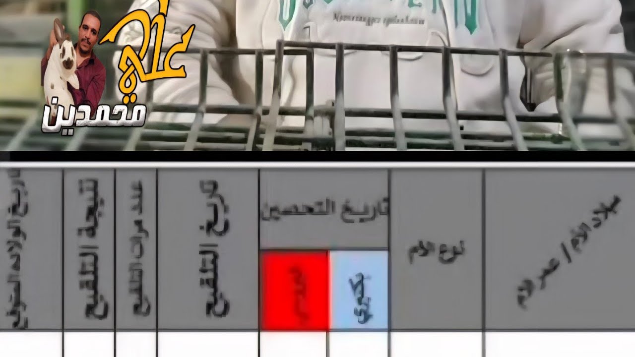 تنظيم مزرعتك.واقوى سجلات الارانب 