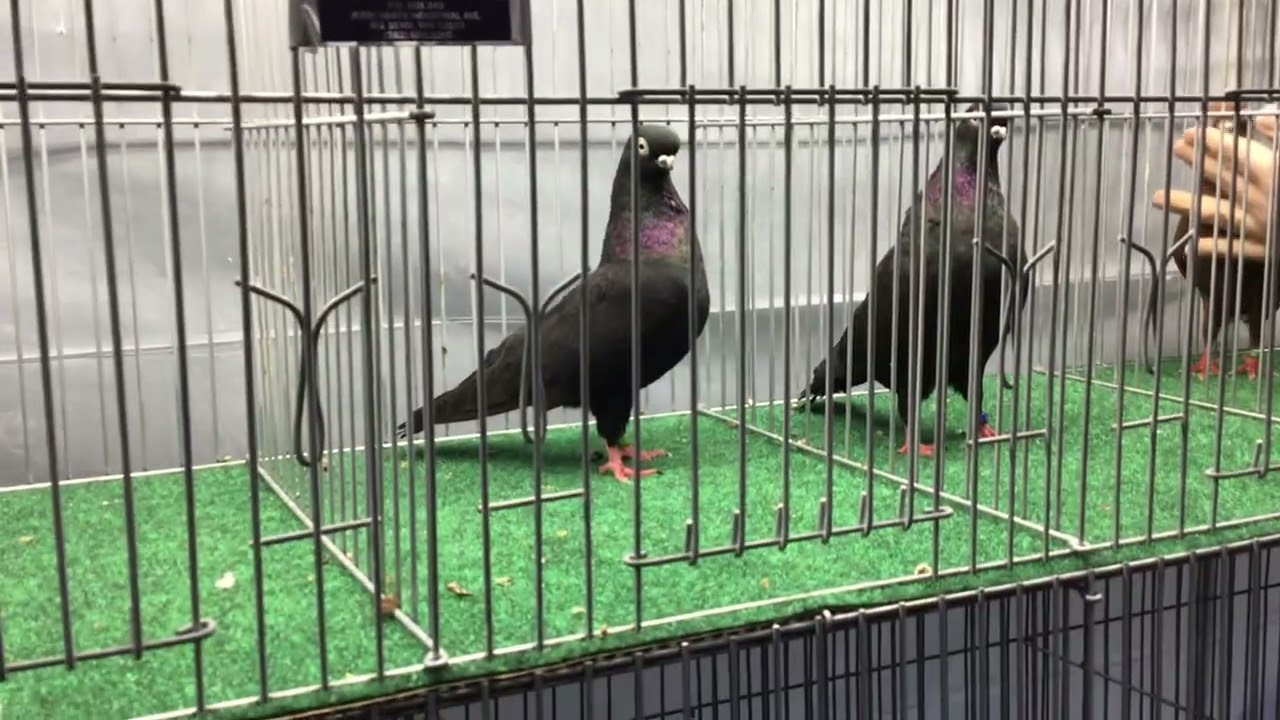 Lou Alves Judging Portuguese Tumblers Juniors Entrees Reading Pigeon Association
