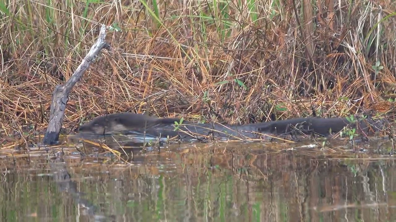 Otters at Jessamine Pond