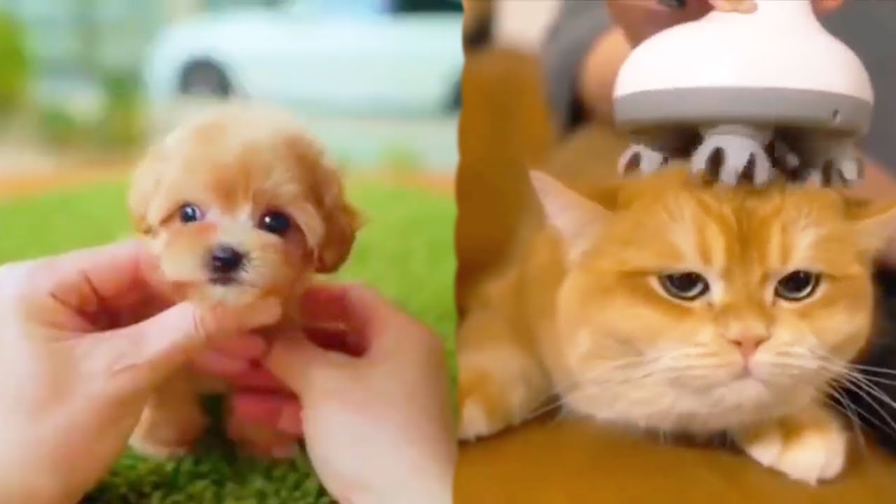 &Ccedil;ok Sevimli Hayvanlar 😍 En Şirin Yavru Hayvan Videoları Derlemesi #6