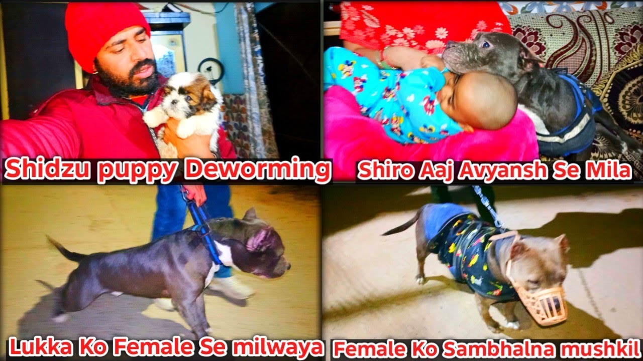 Shidzu puppy Deworming Shiro Aaj Avyansh Se Mila Lukka Ko Female Se milwaya Female Ko Sambhalna 