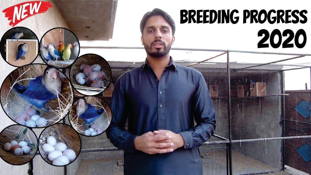 Breeding Progress 2020 | Lovebird Complete Colony Progress | Breeding Season
