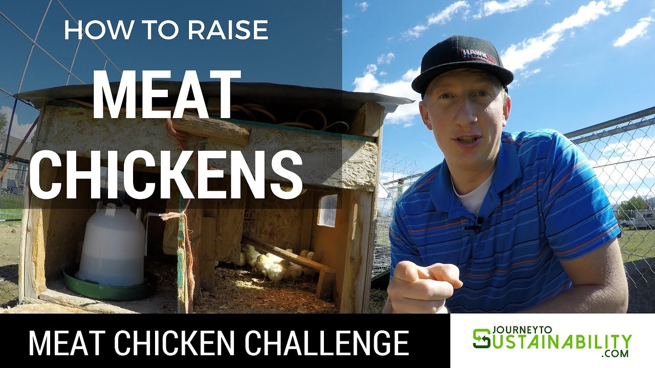 How To Raise Meat Chickens - Meat Chicken Challenge - Journey To Sustainability