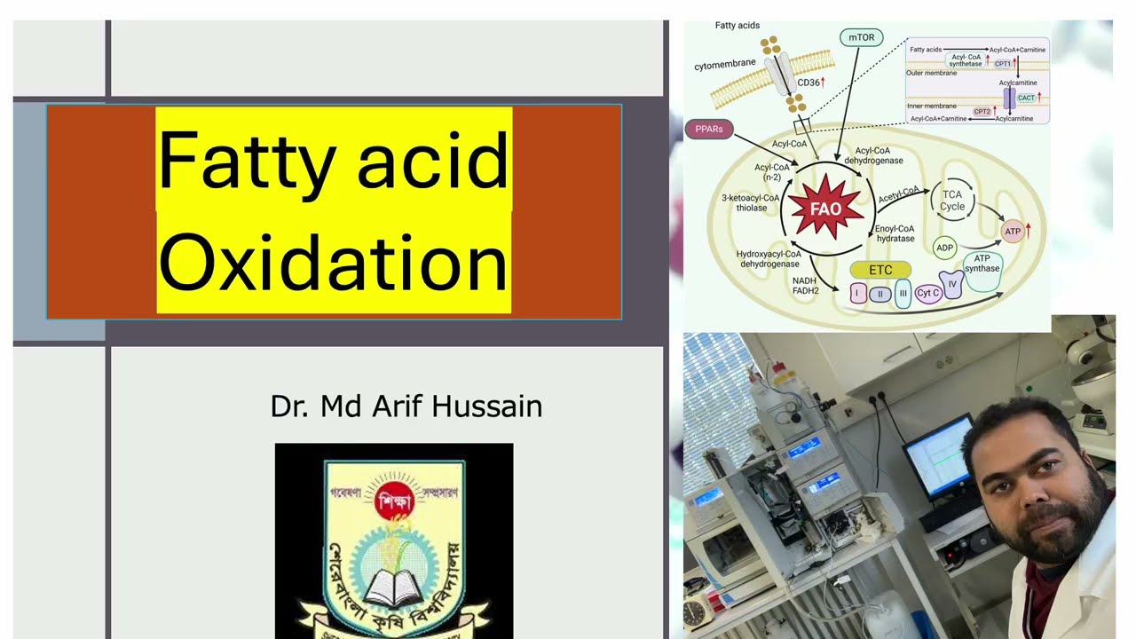 Fatty acid oxidation/beta oxidation