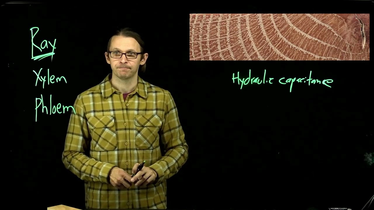 An amazing and underappreciated structure in the wood of trees: rays