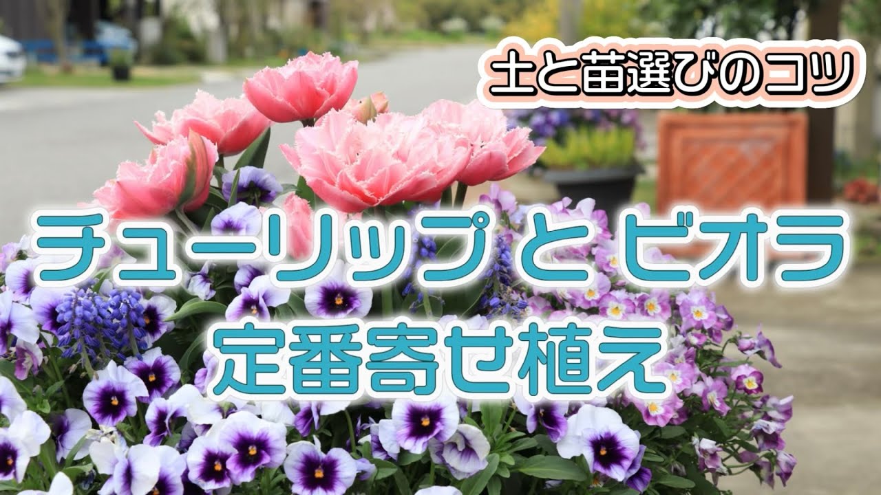 チューリップとビオラの定番寄せ植え🌷土と苗選びのコツ