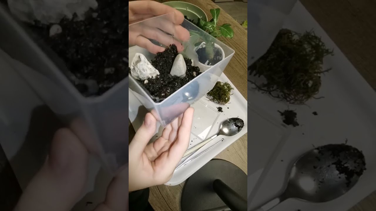 Primo episodio della serie mini-terrarium