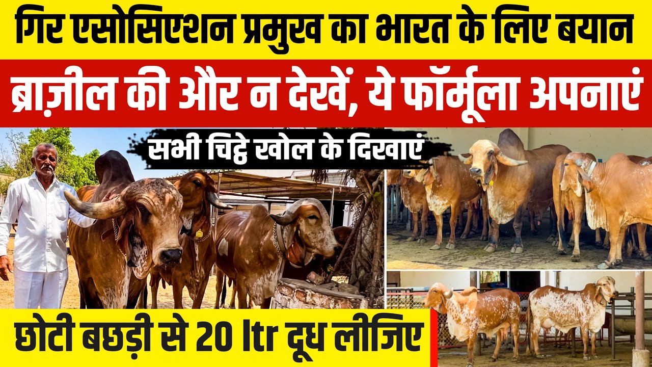 B.k. अहीर हलवद || Gir breeder Association chairman 👍गाय का असली जादूगर एक-एक कोहिनूर खोल के दिखाया।