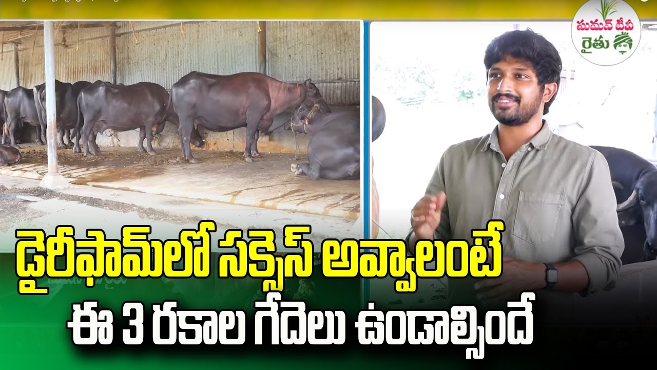 Successful Buffalo Dairy farm Telugu | డైరీ ఫామ్ కష్ట నష్టాలు నా అనుభవాలు | SumanTv Rythu