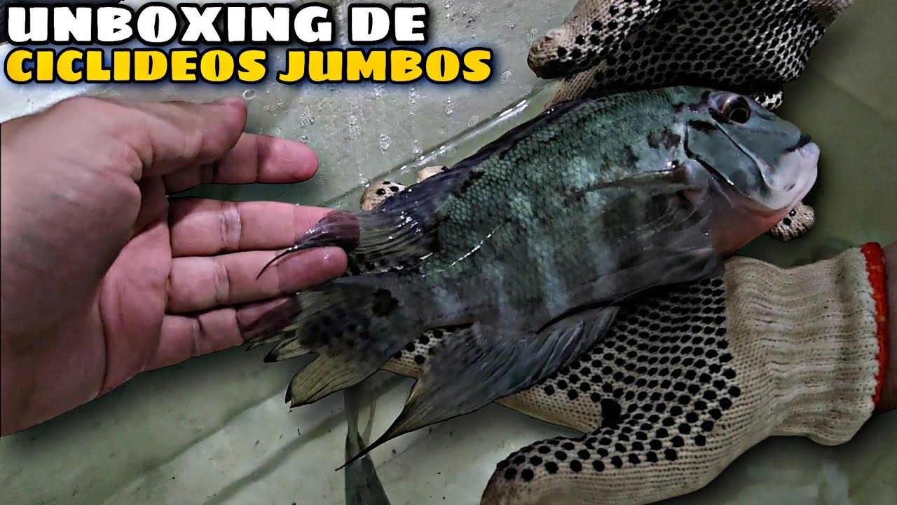 CHEGARAM MAIS DE 20 CICL&Iacute;DEOS JUMBOS DA AMAZ&Ocirc;NIA