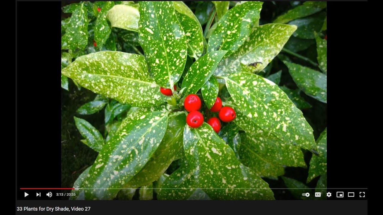 33 Plants for Dry Shade, Video 27
