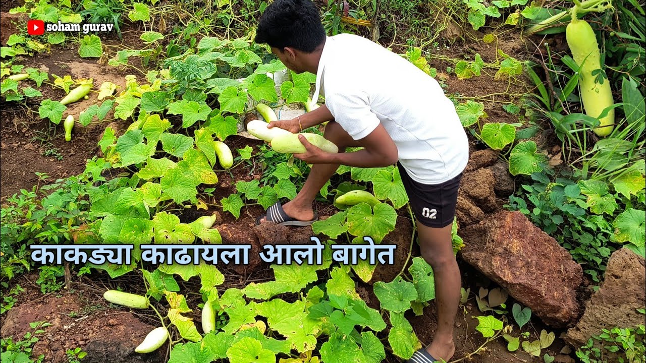 बागेमध्ये गेलो काकड्या शोधायला..मिळाल्या खूप साऱ्या काकड्या #kokan #cucumber#rularvlog @SohamGurav- 