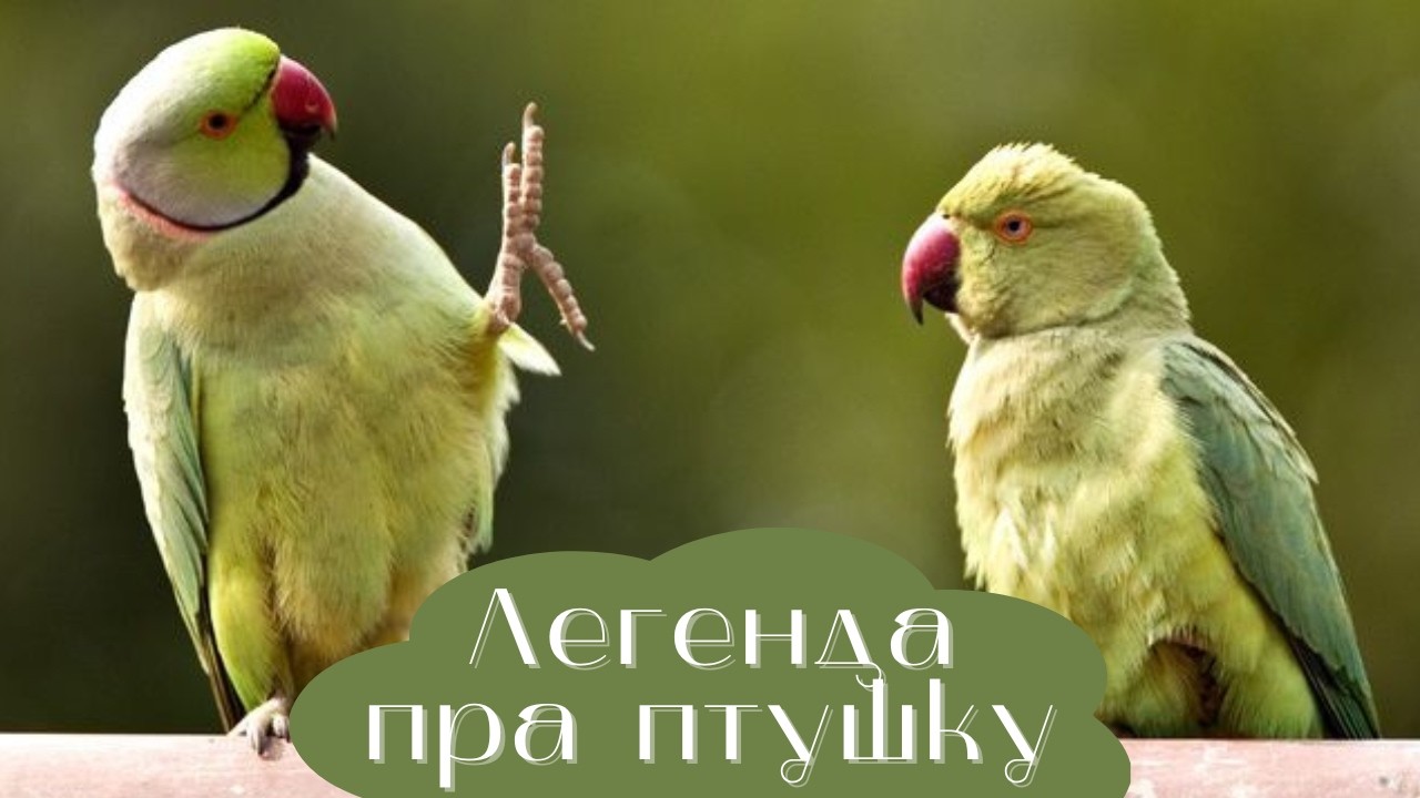 Легенда пра птушку. Папугай