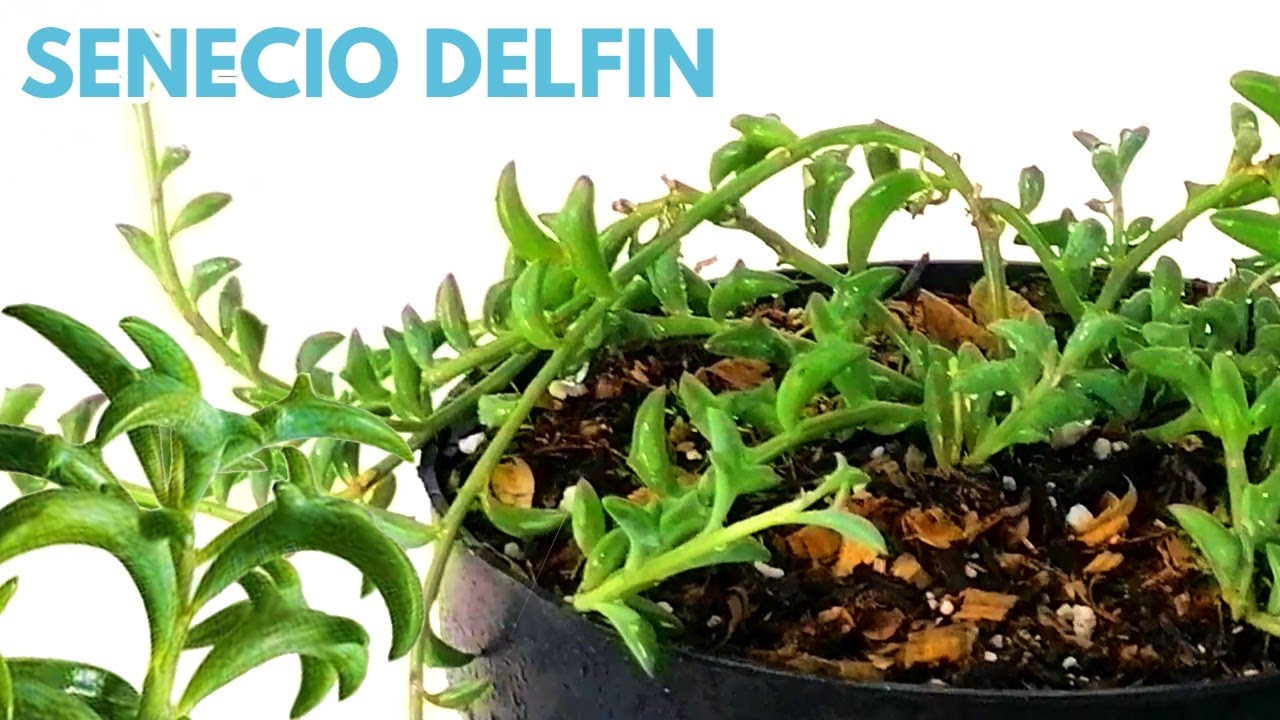senecio peregrinus  senecio delfin cuidados donsuculento