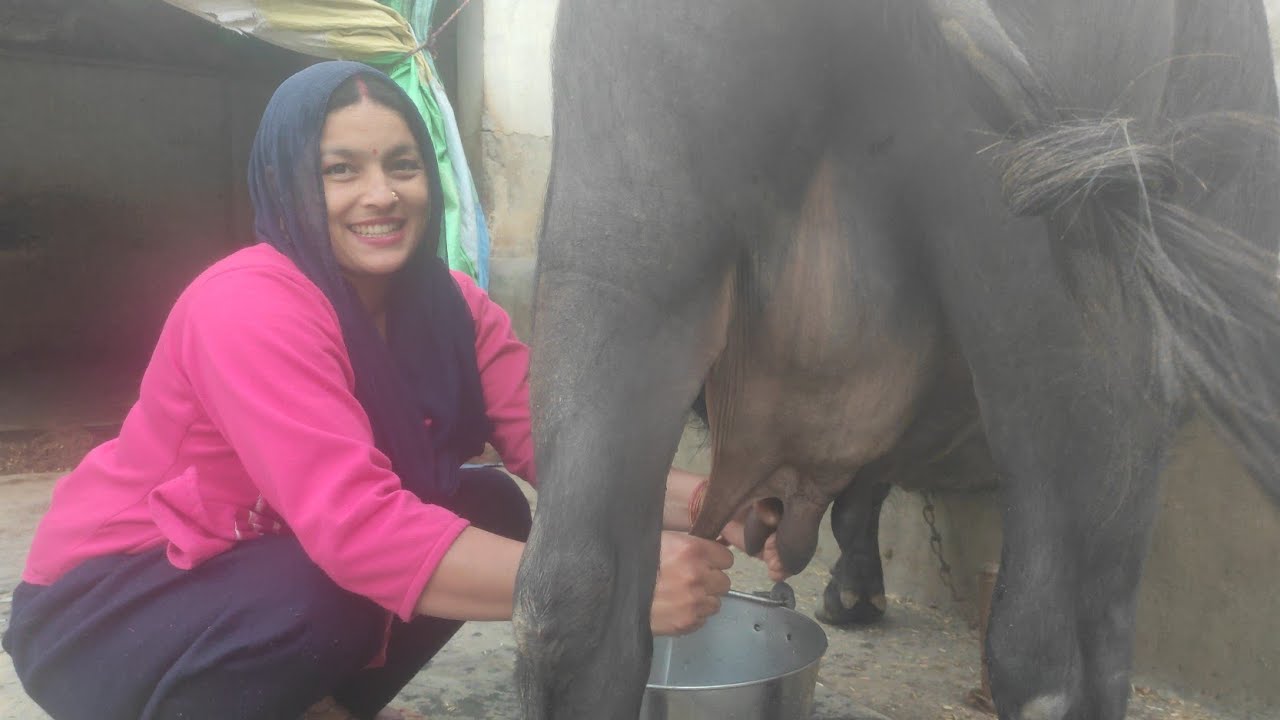 Ramdulari ki jabardast milking ek bar phir 😉👀 #buffalomilkingbyhand 