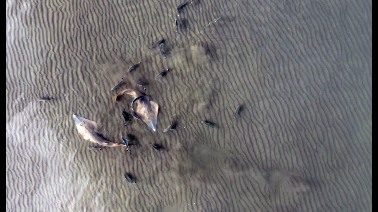 Stingrays, Shovelnose Sharks, Flathead and more at Brighton Foreshore