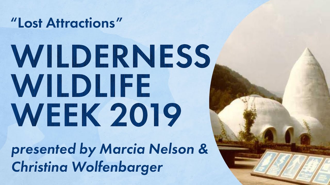 Lost Attractions | Wilderness Wildlife Week 2019