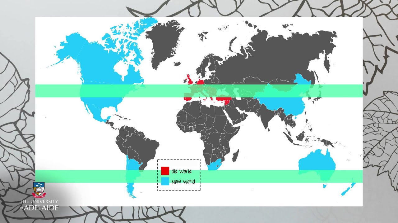 World of Wine: Old World vs. New World
