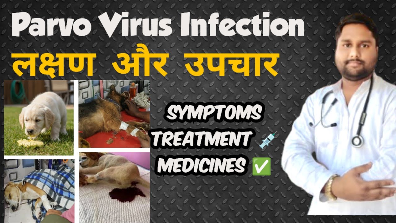 Dog Parvo Virus Infection | Symptoms, Treatment & Prevention in Hindi | Parvovirus in Dogs | #parvo 