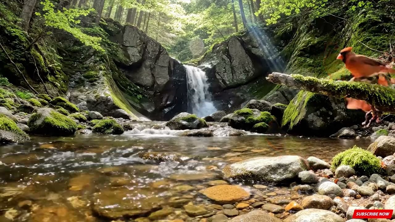 Beautiful Stream Sounds and Birdsong, Forest Sounds, Relaxing videos