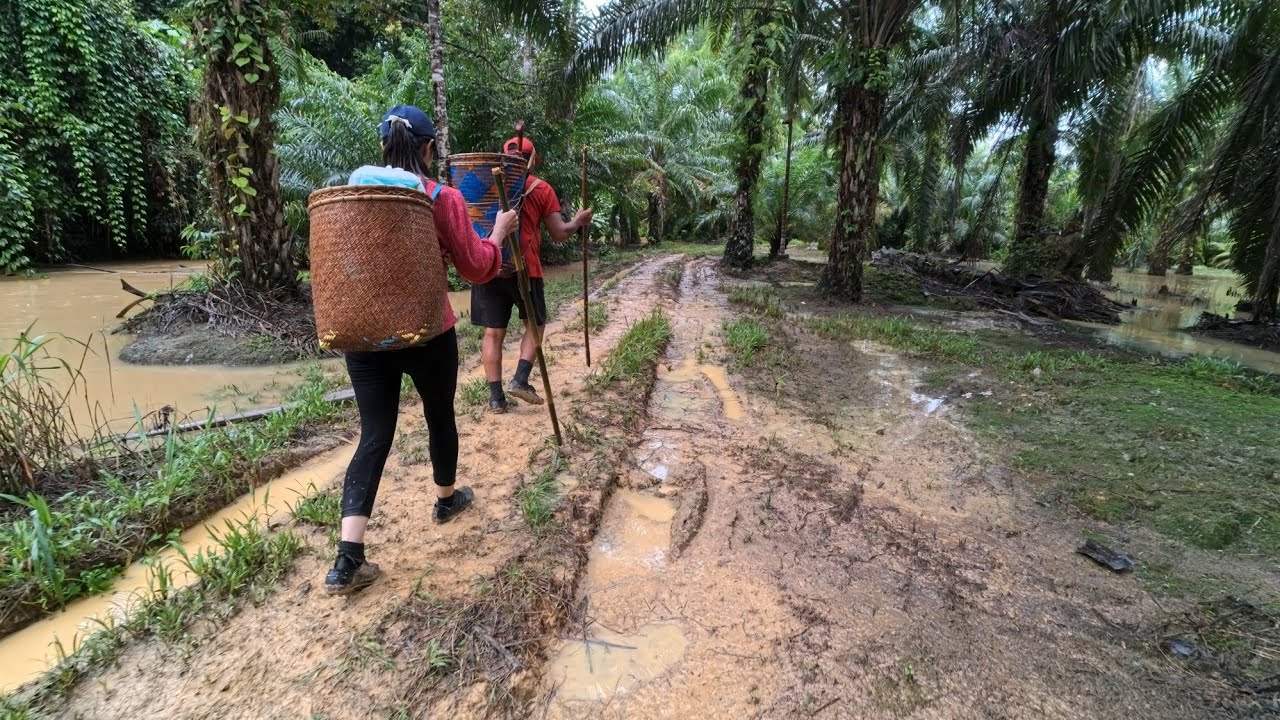 Mencari Durian di hutan | Pakut,Sibuti 
