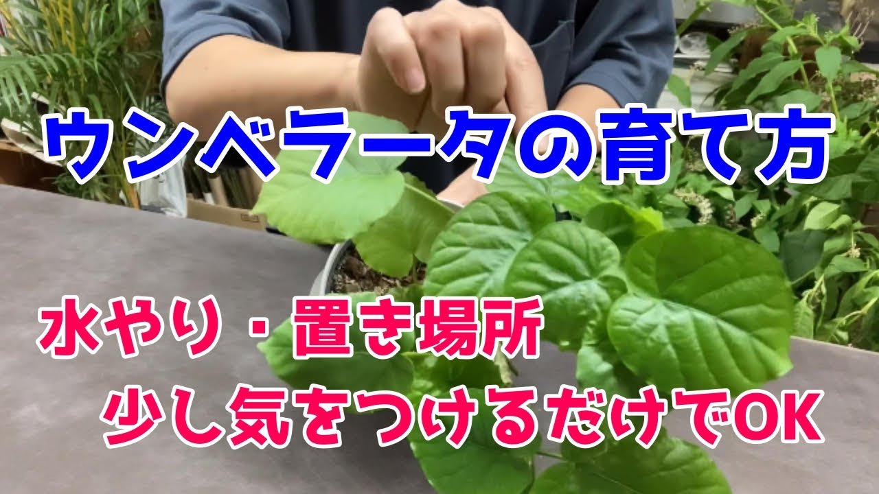 【ウンベラータの育て方】置き場所と水やりのポイントを解説！