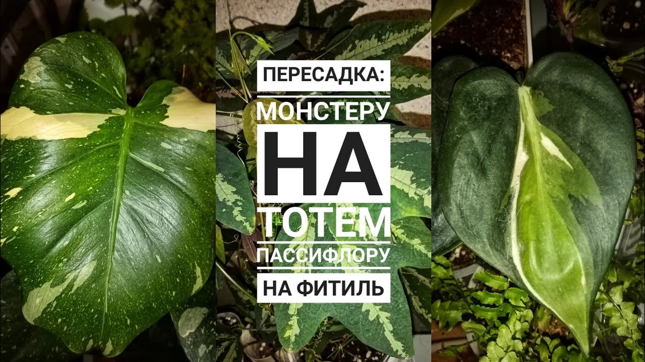 Пересадка: Монстера тайское созвездие, амидриум сильвер, пассифлора трифасциата, калатея.