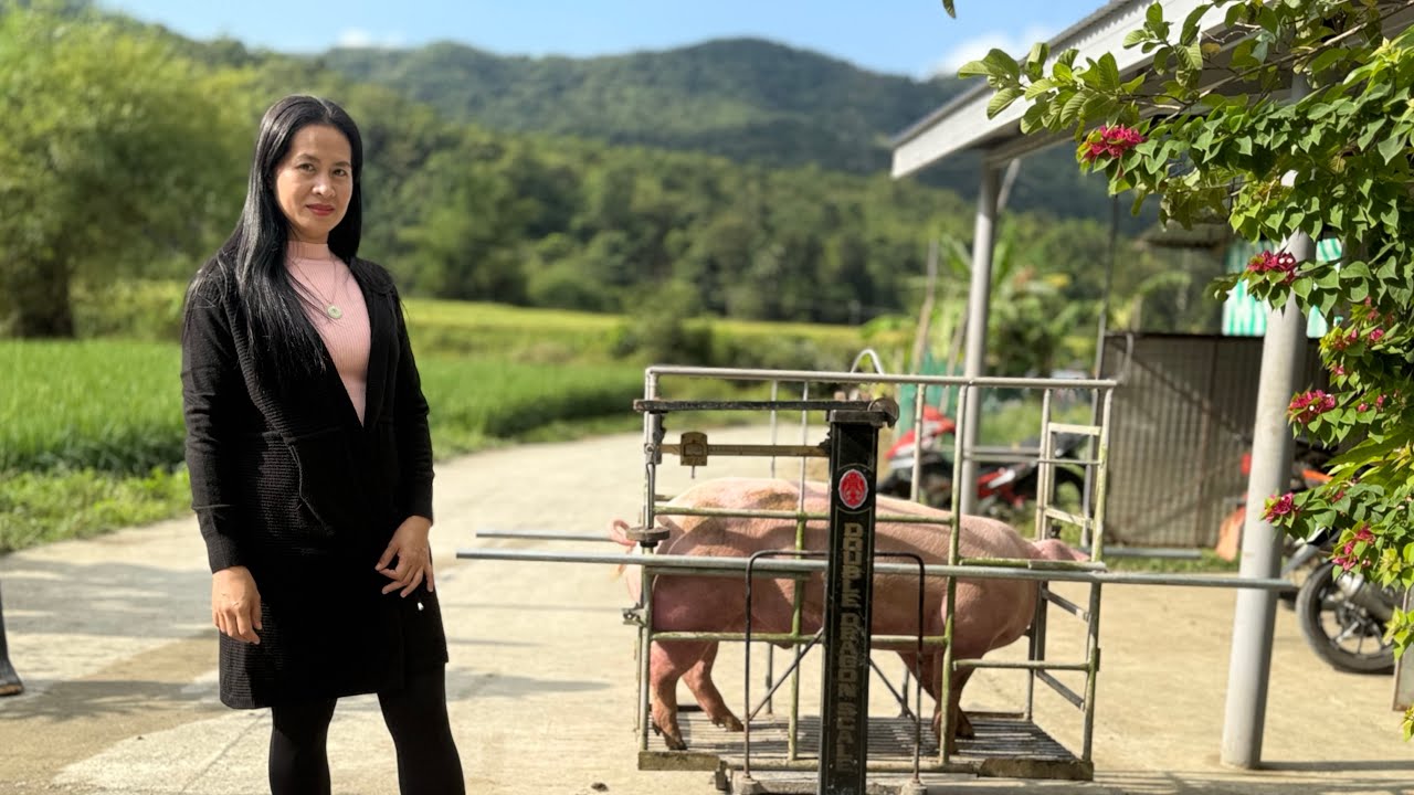 Dito maganda mag alaga ng baboy. 