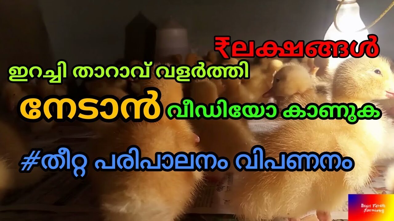ഇറച്ചി താറാവ് വളർത്തി കേരളത്തിൽ ലക്ഷങ്ങൾ നേടാം profitable Broiler duck farming inkerala #shafarms