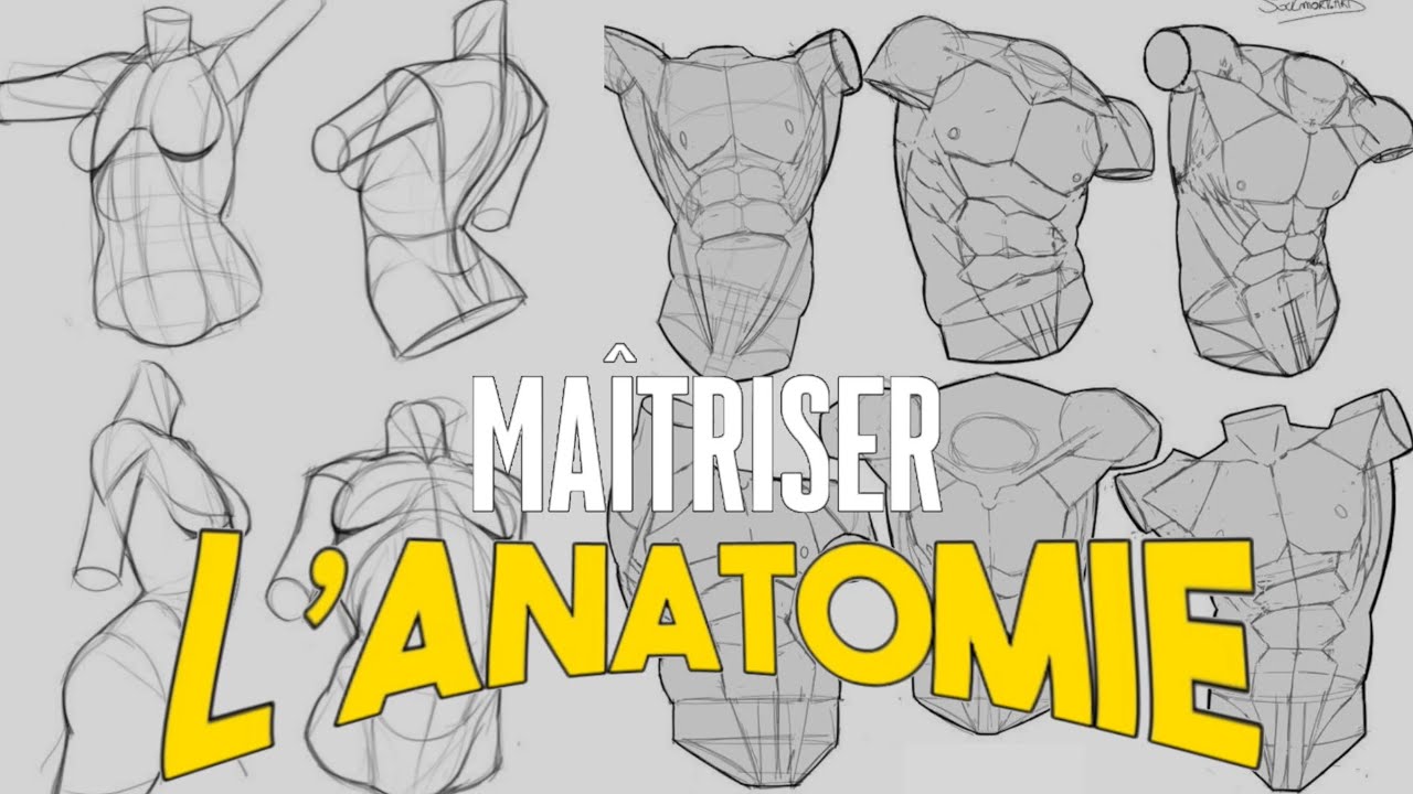 COMMENT APPRENDRE À DESSINER L’ANATOMIE ✍️